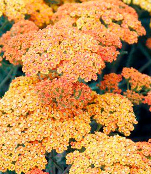 Achillea millefolium 'Milly Rock Yellow Terracotta'